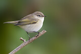 Image. Common Chiffchaff