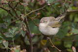 Image. Common Chiffchaff