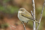 Image. Common Chiffchaff