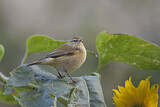 Image. Common Chiffchaff