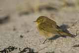 Image. Common Chiffchaff