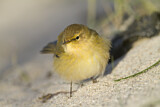 Image. Common Chiffchaff