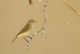 Image. Common Chiffchaff