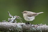 Image. Common Chiffchaff