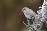 Image. Common Chiffchaff