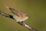 Image. Common Chiffchaff
