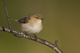 Image. Common Chiffchaff