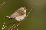 Image. Common Chiffchaff