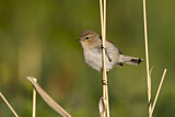 Image. Common Chiffchaff