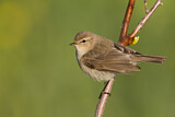 Image. Common Chiffchaff