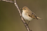 Image. Common Chiffchaff