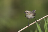 Image. Common Chiffchaff