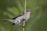 Image. Common Chiffchaff