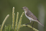 Image. Common Chiffchaff