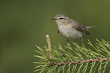 Image. Common Chiffchaff