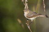 Image. Common Chiffchaff