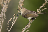 Image. Common Chiffchaff