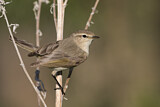 Image. Common Chiffchaff
