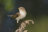 Image. Common Chiffchaff