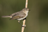 Image. Common Chiffchaff