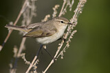 Image. Common Chiffchaff