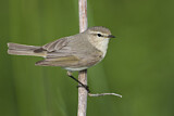 Image. Common Chiffchaff