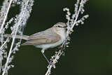Image. Common Chiffchaff