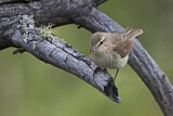 Image. Common Chiffchaff