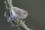 Image. Common Chiffchaff