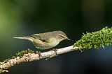 Image. Common Chiffchaff