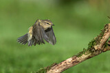Image. Common Chiffchaff