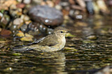 Image. Common Chiffchaff