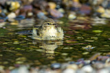 Image. Common Chiffchaff