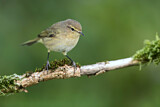 Image. Common Chiffchaff