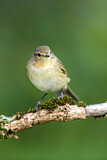 Image. Common Chiffchaff
