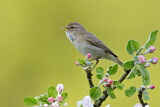 Image. Common Chiffchaff