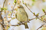 Image. Common Chiffchaff