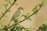 Image. Common Chiffchaff