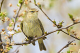 Image. Common Chiffchaff