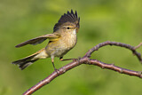 Image. Common Chiffchaff