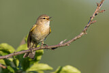 Image. Common Chiffchaff