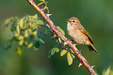Image. Common Chiffchaff