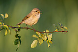 Image. Common Chiffchaff