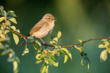 Image. Common Chiffchaff