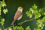Image. Common Chiffchaff