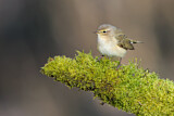 Image. Common Chiffchaff