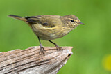 Image. Common Chiffchaff