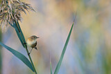 Image. Common Chiffchaff