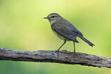 Image. Common Chiffchaff