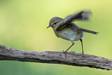 Image. Common Chiffchaff